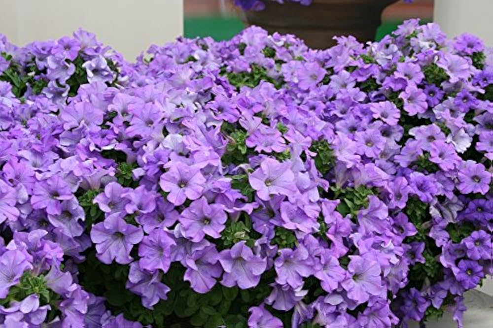 Petunia Hybrid flower seeds