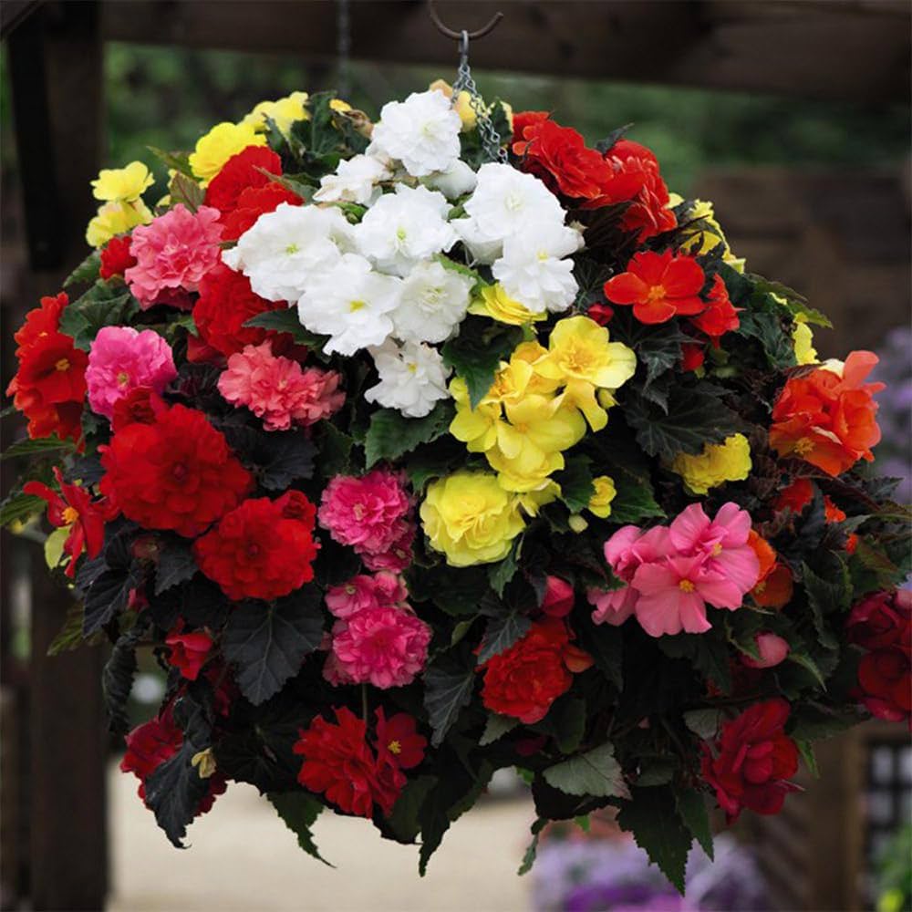 Begonia flower seeds