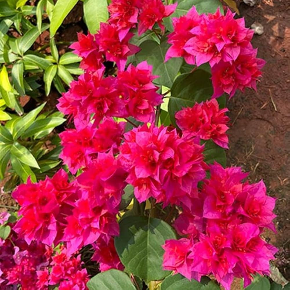 Pink Bougainvillea flower seeds