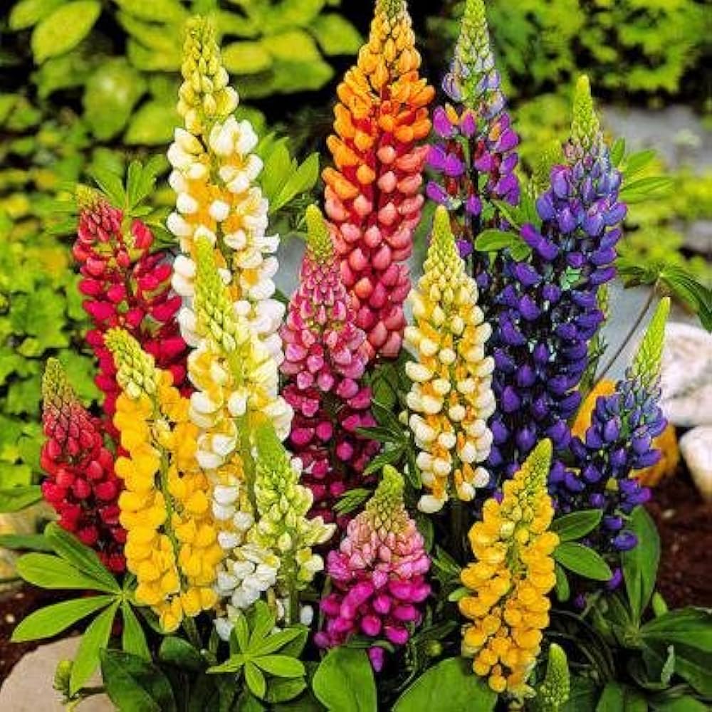 Lupine flower seeds