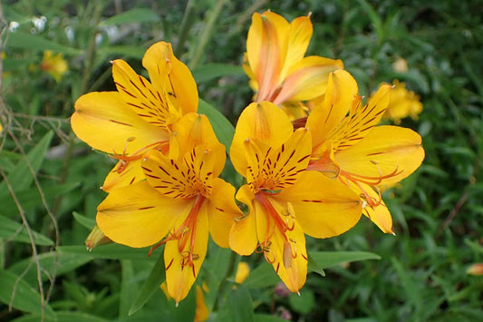 Yellow Alstroemeria flower seeds