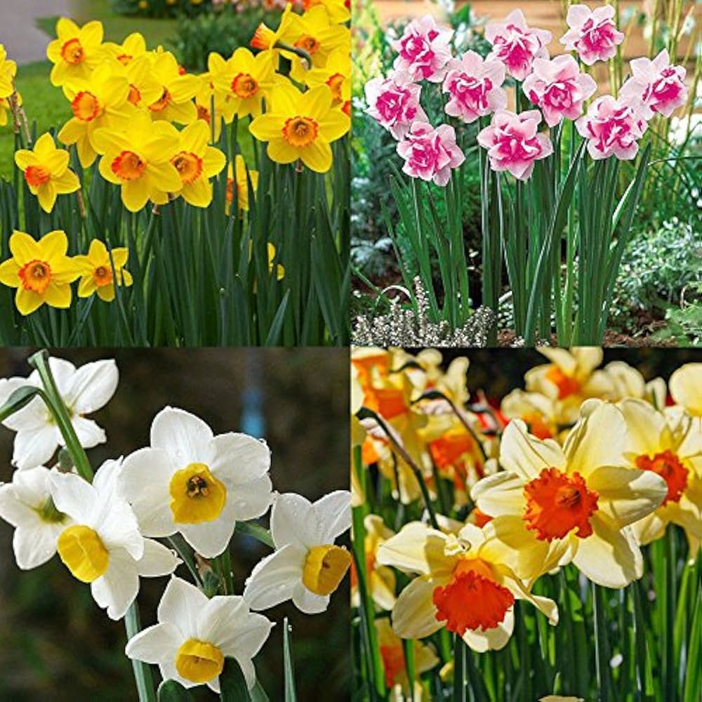 Colour Double flower seeds