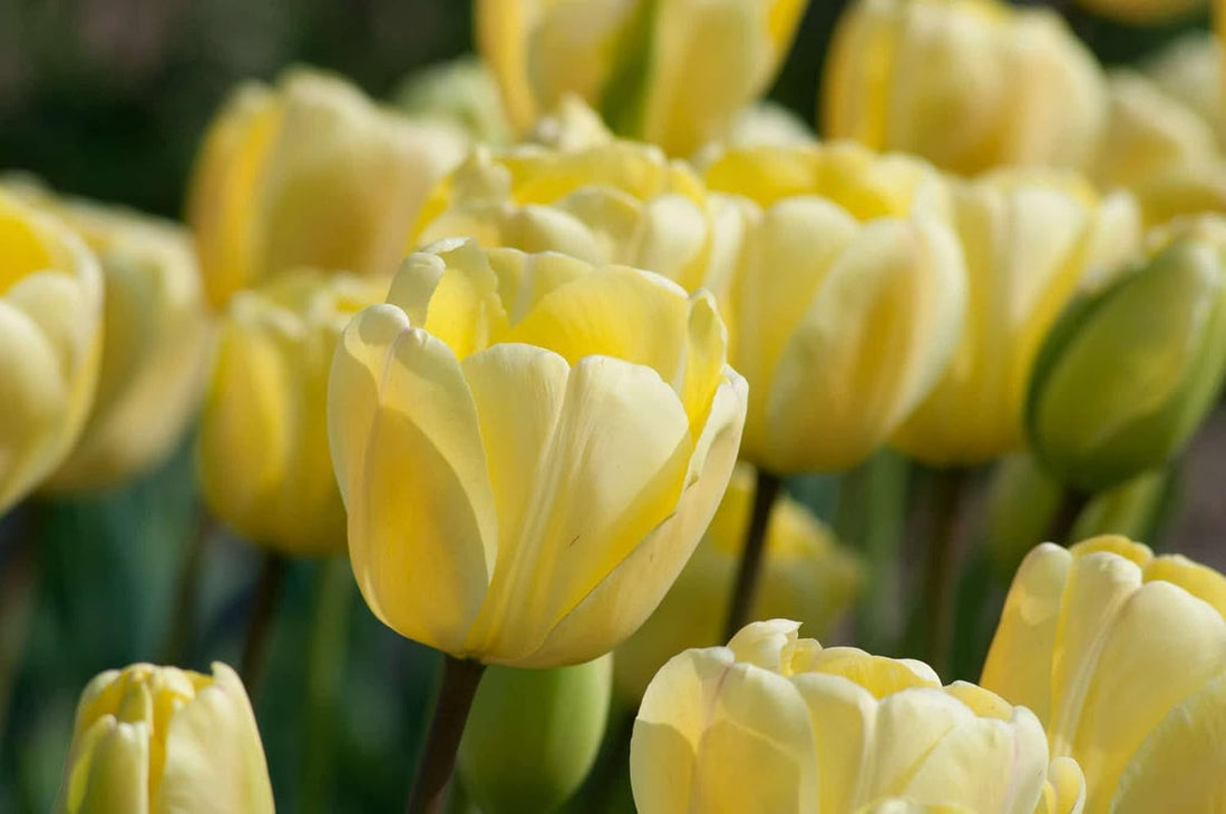 Tulip flower seeds