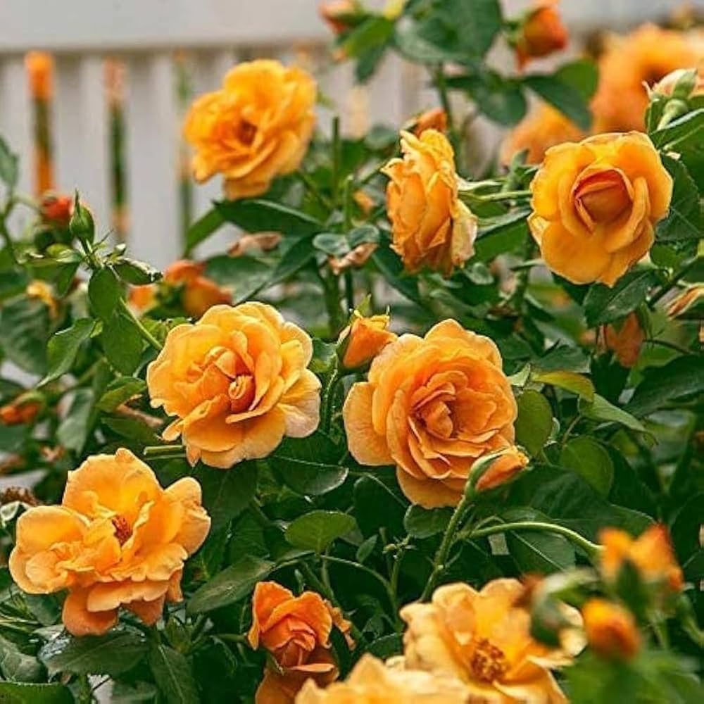 Dark Yellow flower seeds