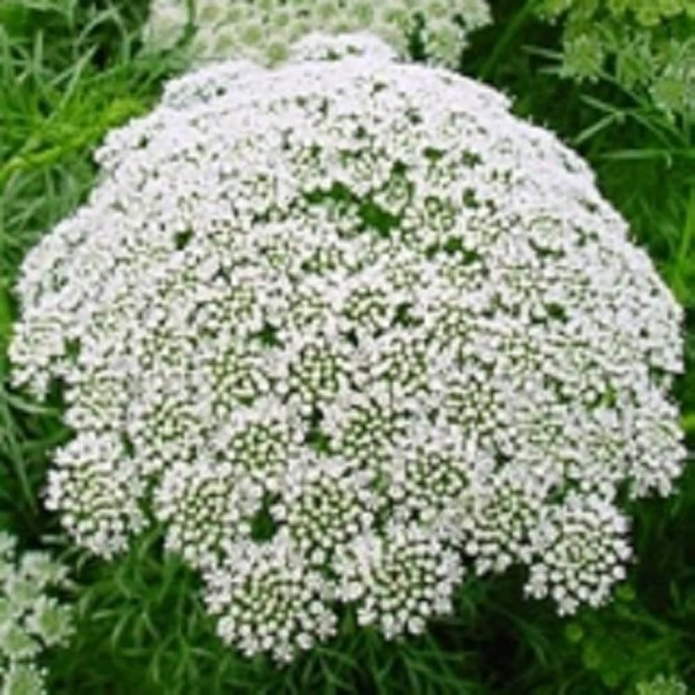 Lace flower seeds