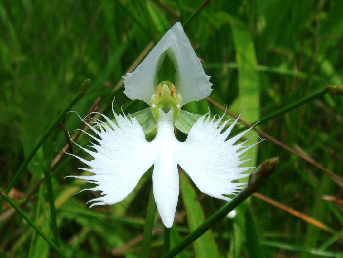 Dove Orchid flower seeds