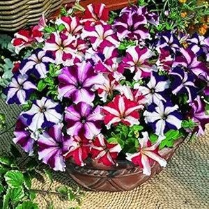 Petunia Violacea flower seeds