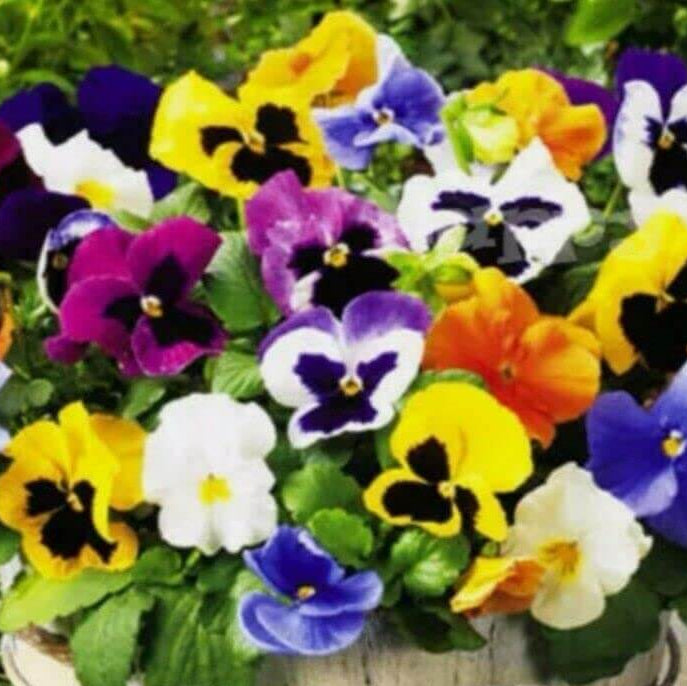 Giant Mix Pansy plant