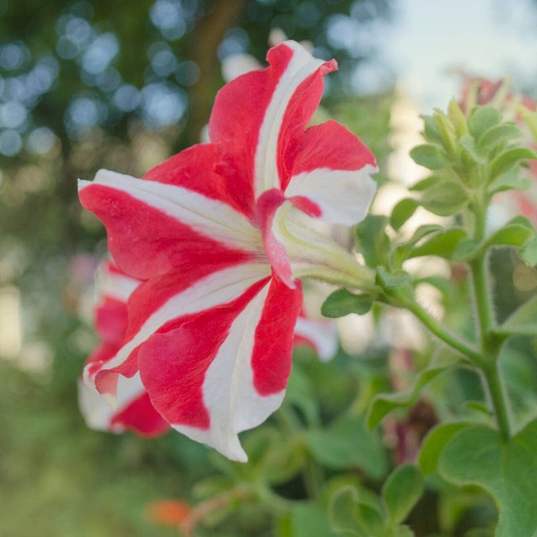Confetti Tango flower seeds