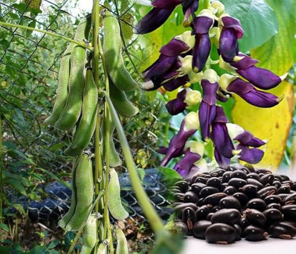 Velvet Bean Seeds
