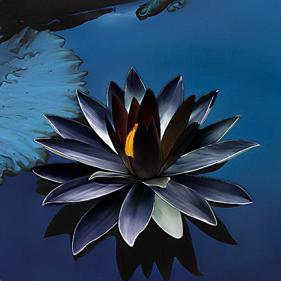 Black Lotus plant