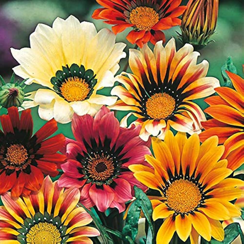 Giant Gazania flower seeds