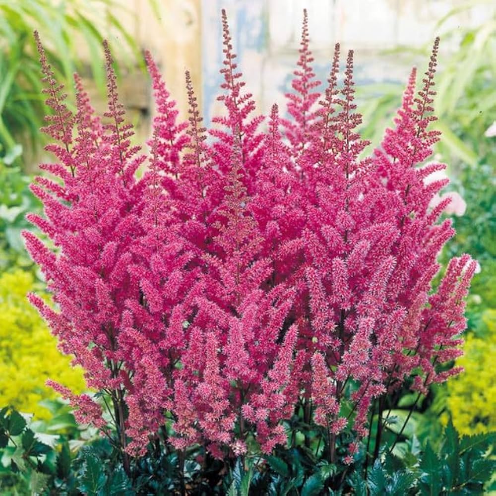 Pink Astilbe flower seeds