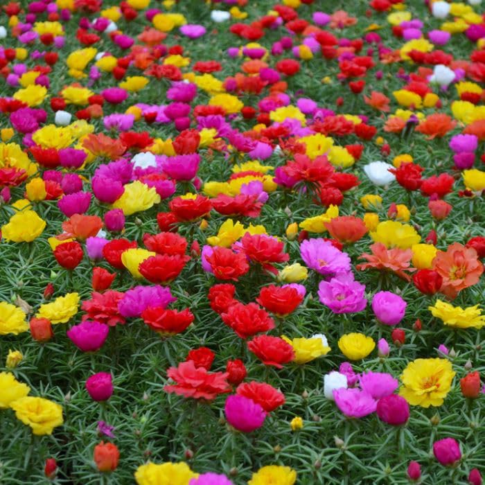 Portulaca Rose flower seeds