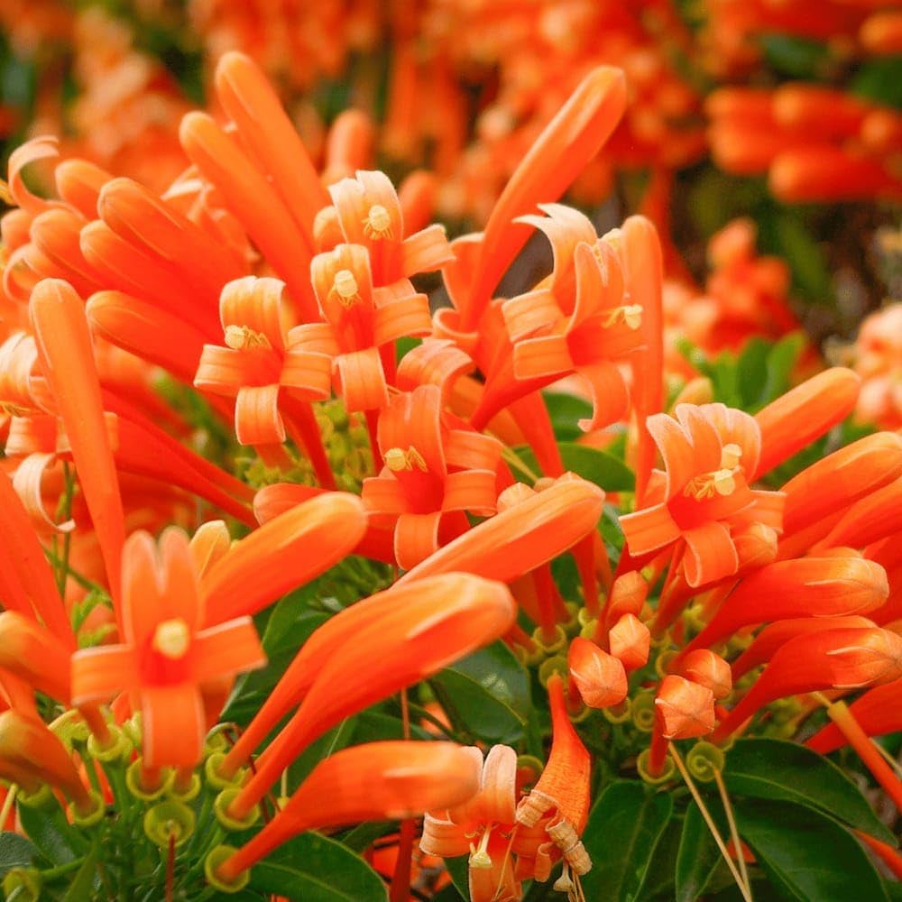 Red Pyrostegia flower seeds