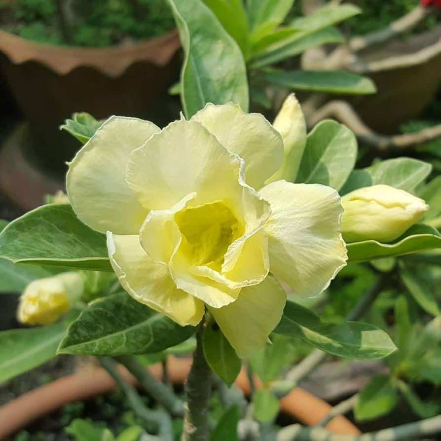 Light Yellow flower seeds