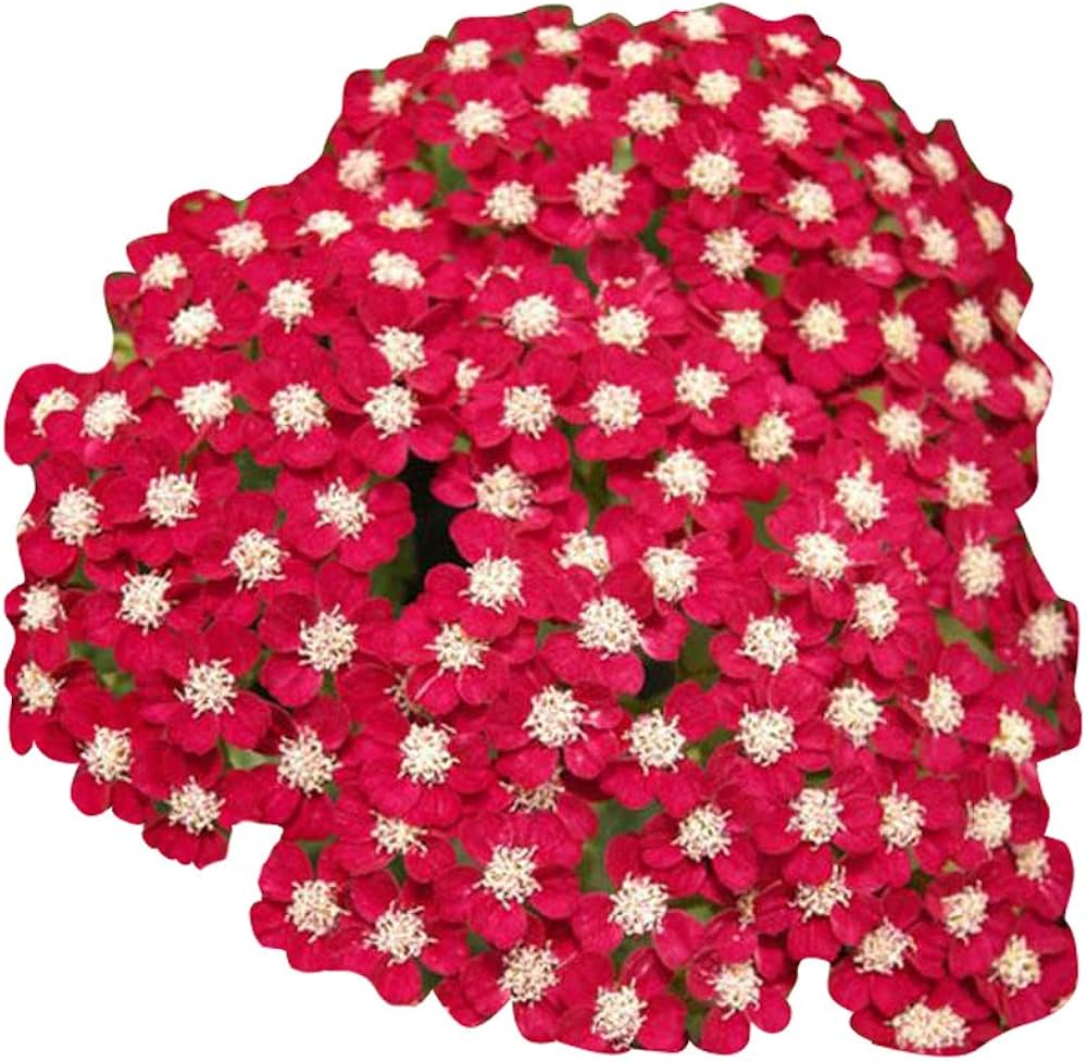 Red Achillea flower seeds
