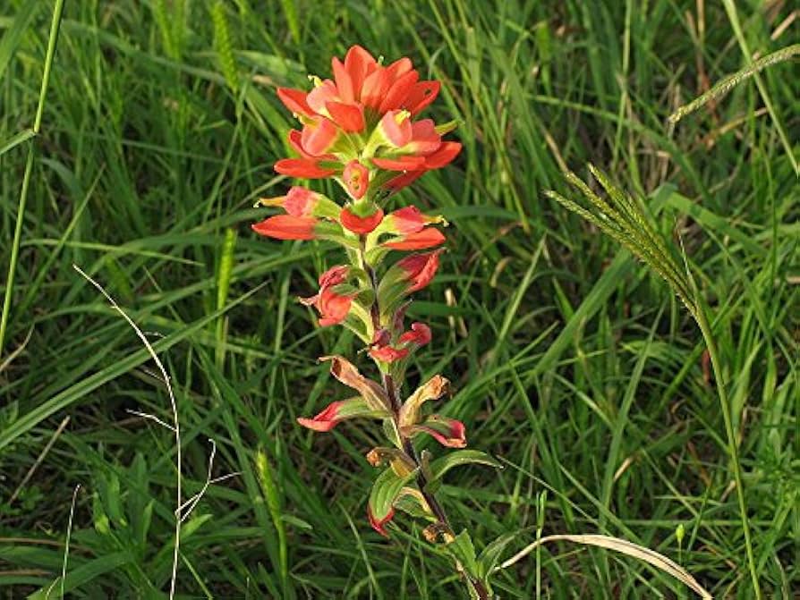 Indian Paintbrush flower seeds