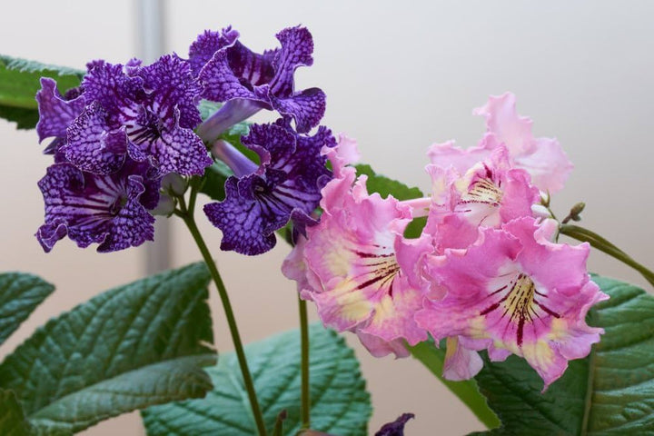 Cape Primrose flower seeds