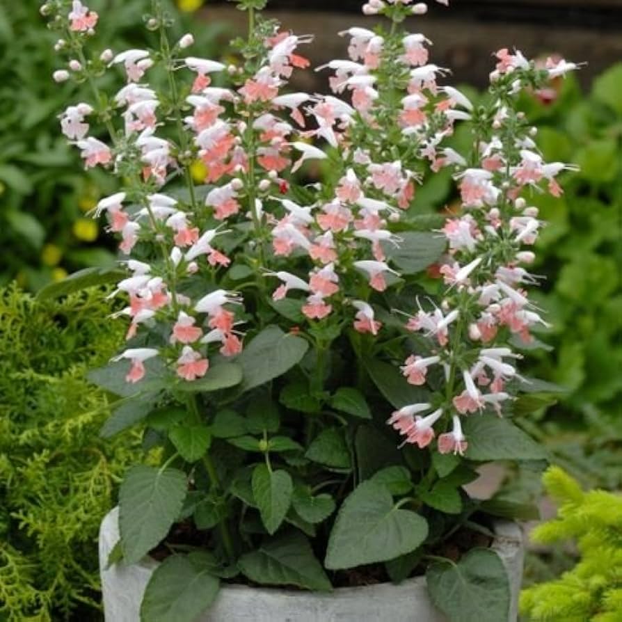 Salvia Nemorosa flower seeds