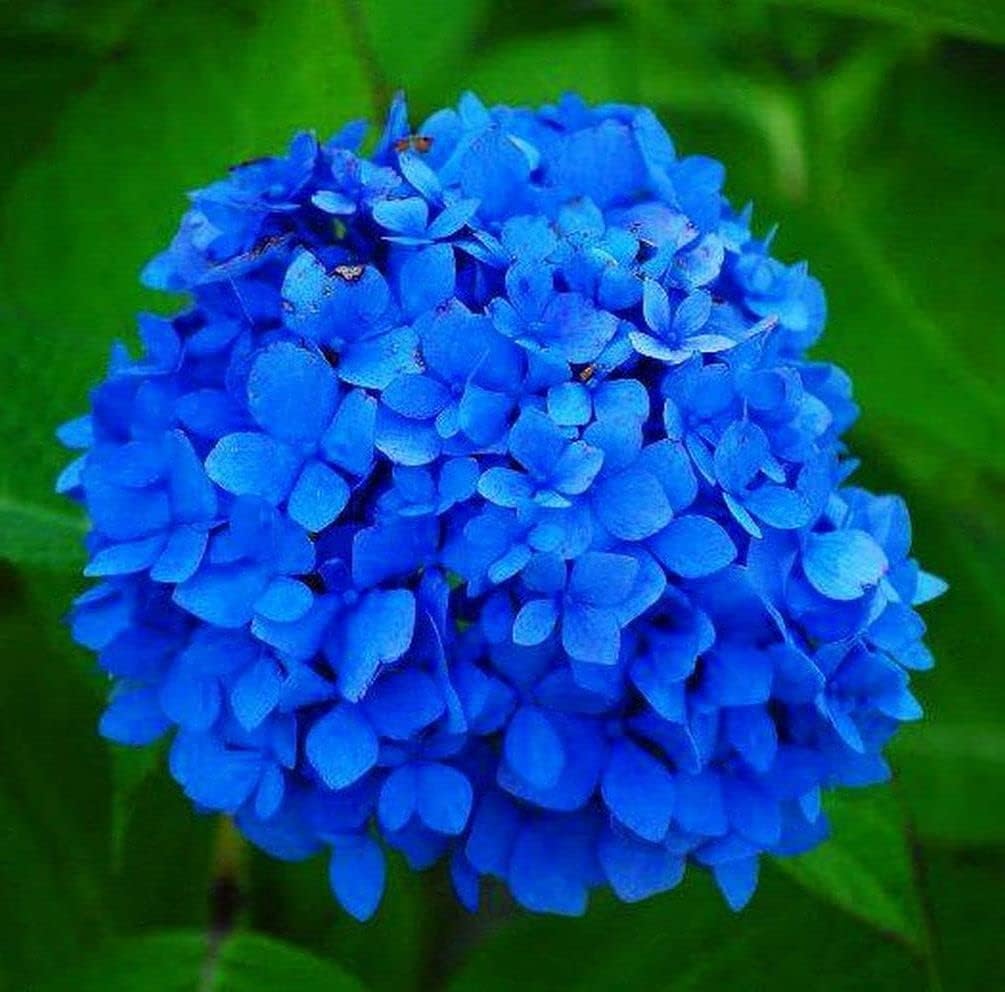 Deep Blue flower seeds