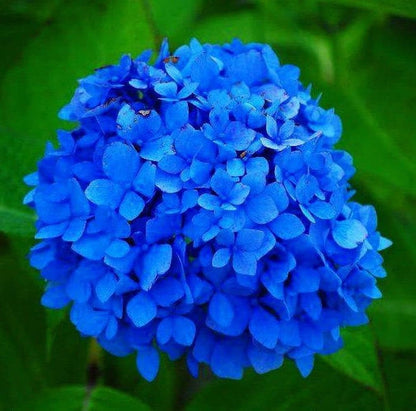 Deep Blue flower seeds
