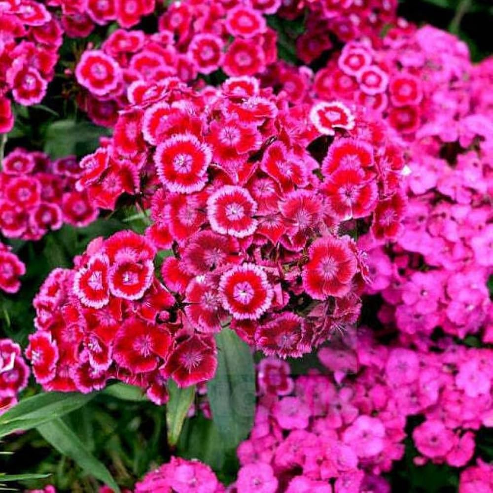 Pink William flower seeds