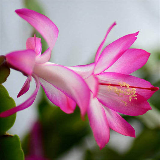 Weihnachtskaktus flower seeds