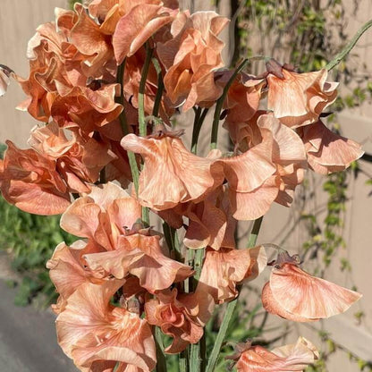 Brown Sweet Pea plant