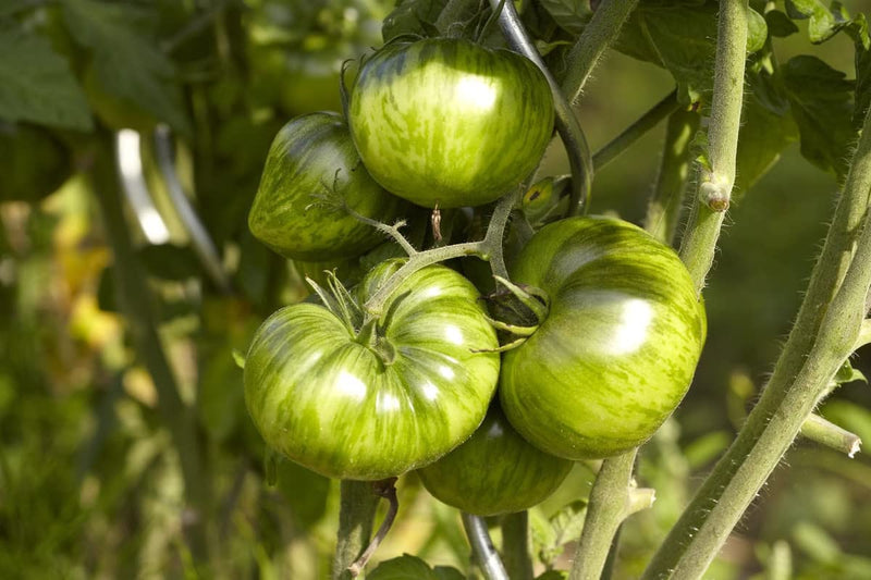 Green Zebra Tomato Seeds for Planting – Heirloom Non-GMO Garden Seeds