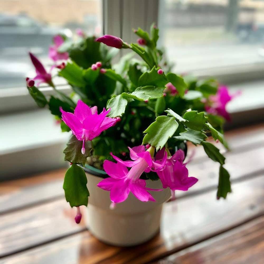 Rosy Schlumbergera flower seeds
