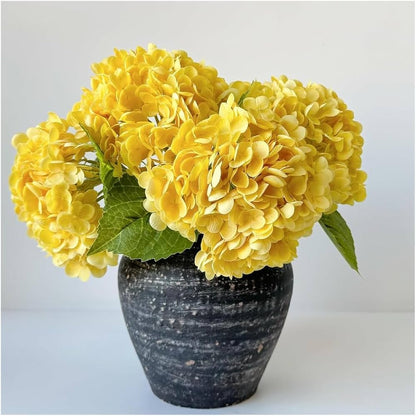Yellow Hydrangea flower seeds
