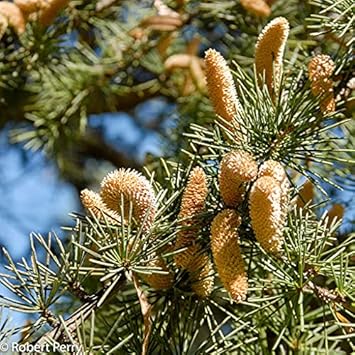 Cedrus Deodara flower seeds