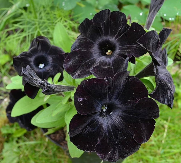 Black Cherry flower seeds
