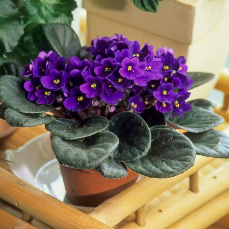 Violet and Pink African Violet Flower Seeds for Planting – Heirloom Non-GMO Garden Seeds