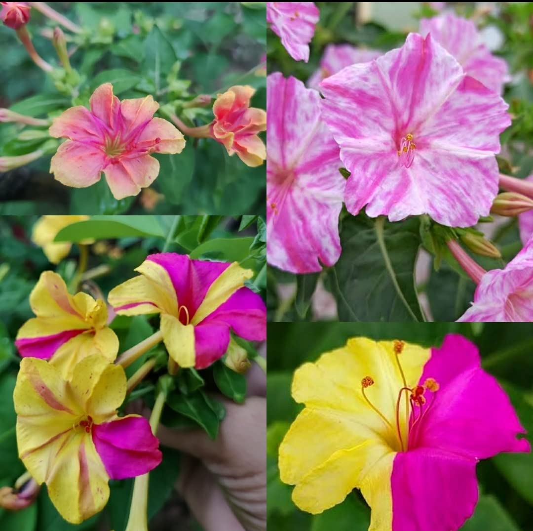 Mirabilis flower seeds
