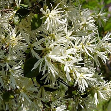 White Loropetalum flower seeds