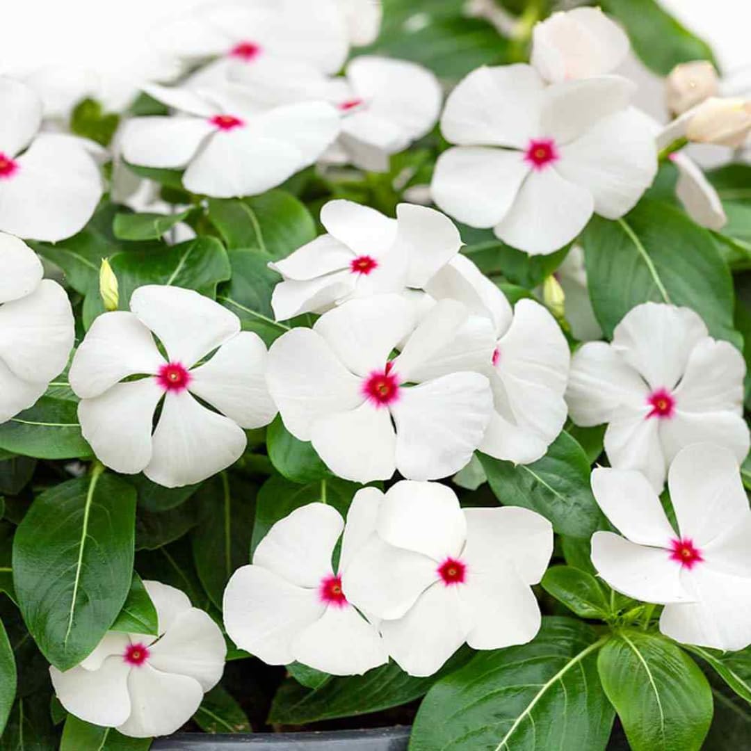 White Vinca flower seeds