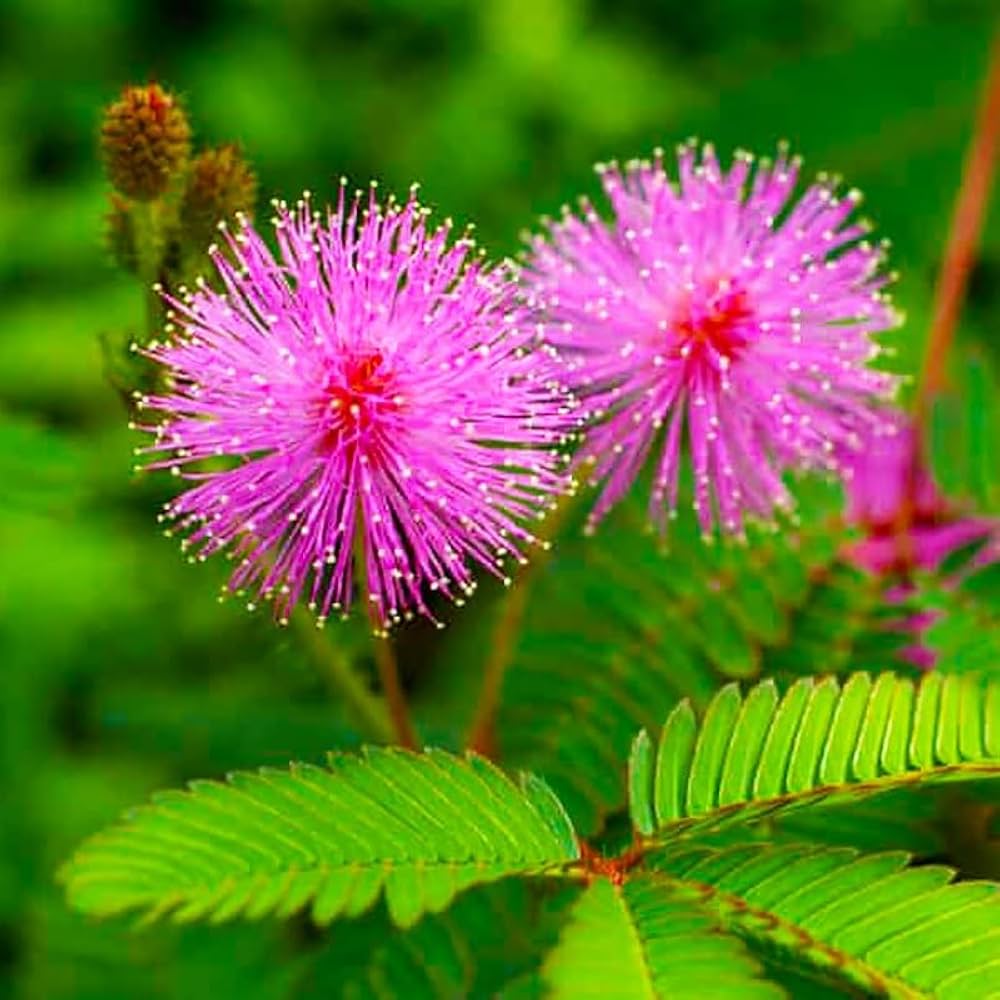 Mimosa Pudica flower seeds
