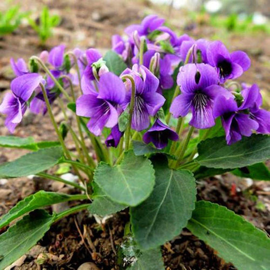 Night And flower seeds
