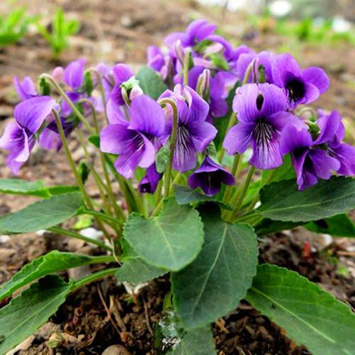 Night And flower seeds