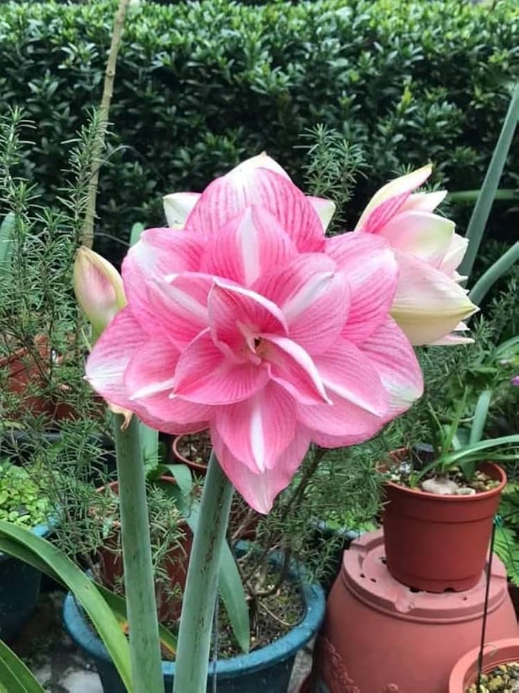 Pink White flower seeds