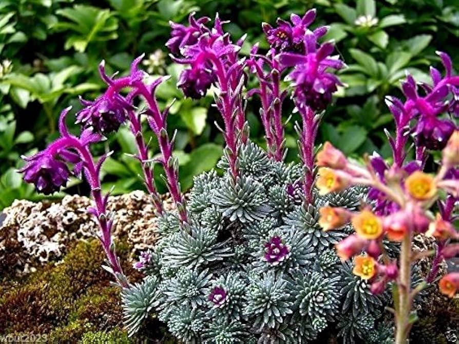 Purple Saxifraga flower seeds