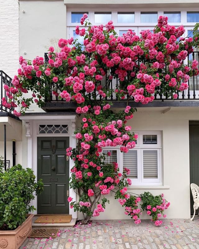 Dark Pink flower seeds