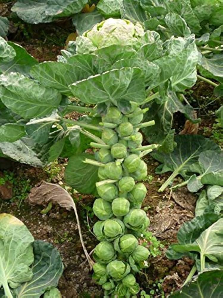 Brussels Sprouts Seeds for Planting – Heirloom Garden Seeds