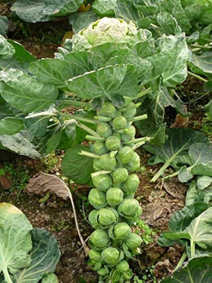 Brussels Sprouts Seeds for Planting – Heirloom Garden Seeds
