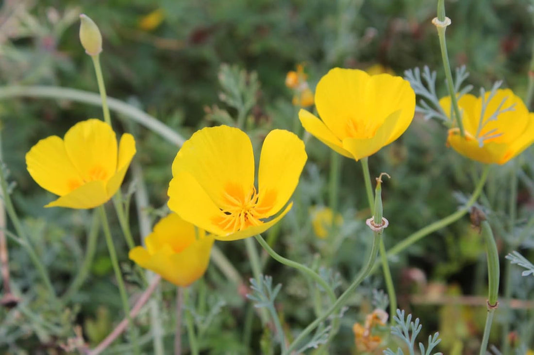 Eschscholzia flower seeds