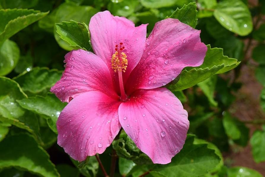 Amethyst Hibiscus flower seeds