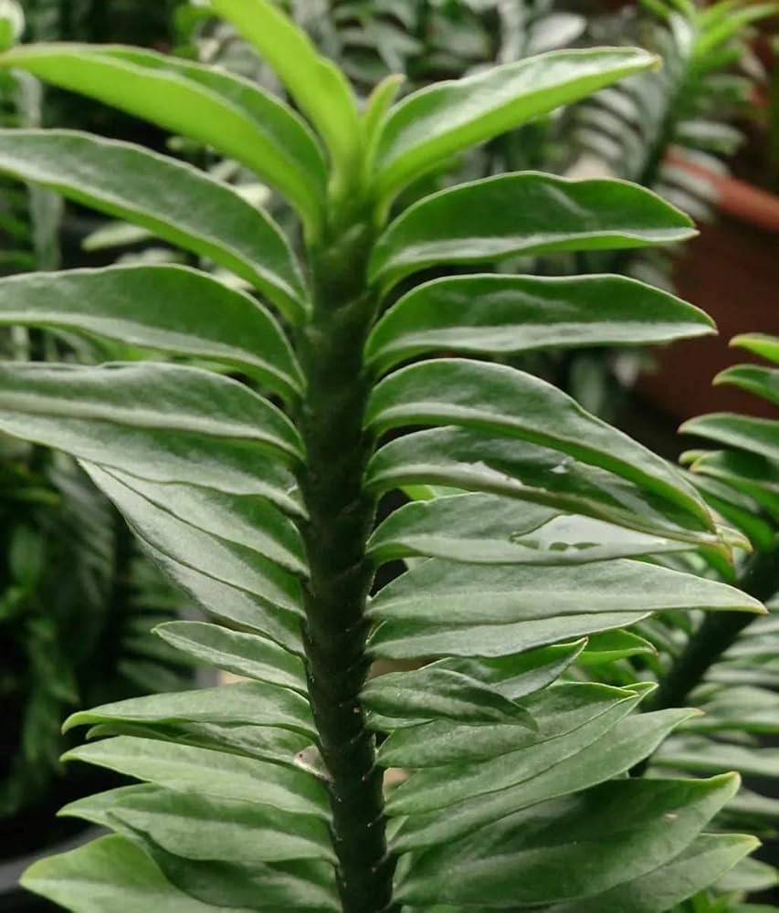 Green Pedilanthus flower seeds