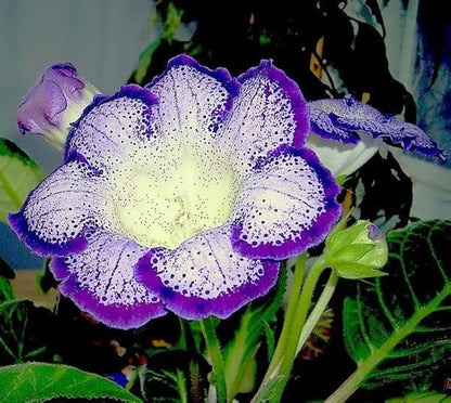 Graines de gloxinia bleu et blanc à planter – Fleurs colorées pour jardin d'intérieur